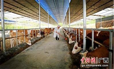 广西忻城:牧草成了农民脱贫致富“宝”